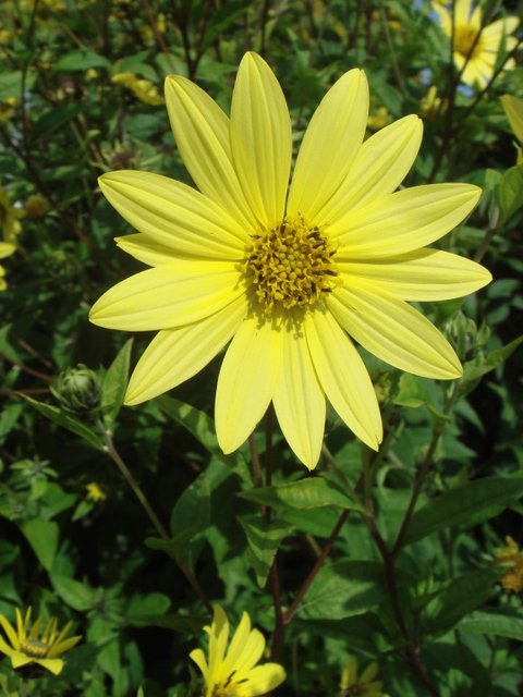 Helianthus x 'Lemon Queen' fleur